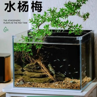水杨梅鱼缸造景水陆缸水培植物水草培根老桩原生缸小微型水生盆栽