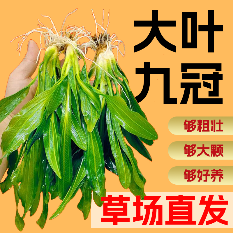 鱼缸造景大叶九冠绿皇冠迷你九冠