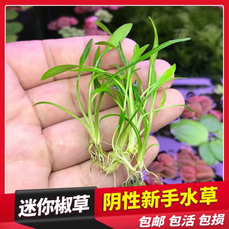 好养活鱼缸前景迷你椒草阴性前景椒草新手懒人迷你椒草水草植物