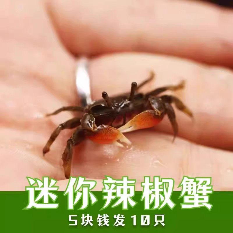 辣椒蟹迷你宠物鱼缸可深水淡水爬宠辣椒蟹专用缸深水养除藻小螃蟹