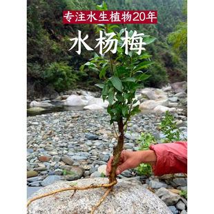 水杨梅挺水植物活体溪流原生造景植物造景树真树活好养水培土培