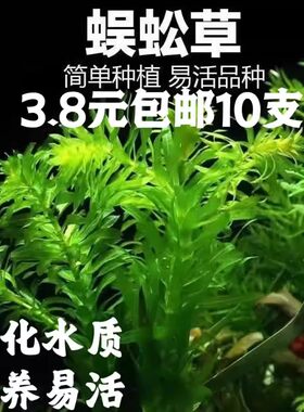 水生植物水草鱼缸造景