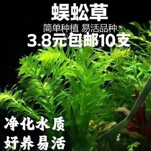 水生植物水草鱼缸造景