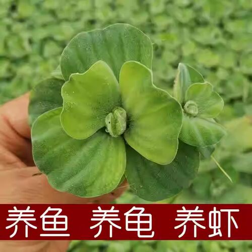 水芙蓉苗水草植物水培浮萍植物鱼塘造景绿植鱼缸水池养鱼净化水质