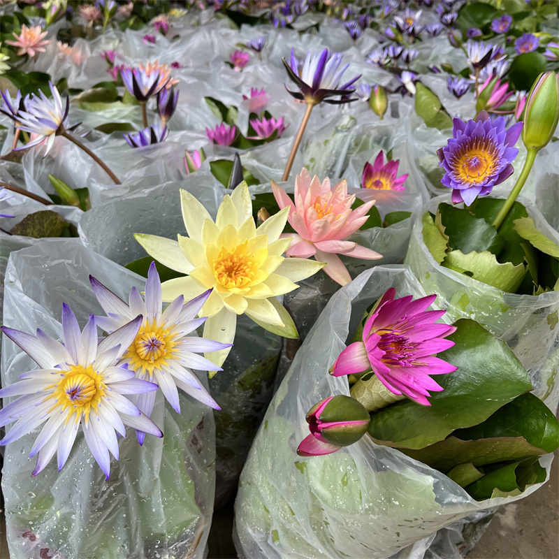 睡莲盆栽带花苞水生开花植物池塘鱼池四季重瓣莲花庭院水生花卉