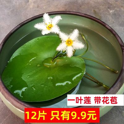 浮萍一叶莲水生开花好养水草