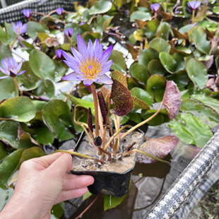 迷你睡莲热带小型水草开花水生植物庭院室外水池水缸鱼池水养花卉