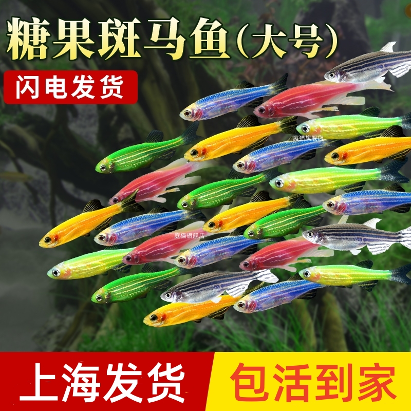 庭猫好养耐活大号糖果斑马鱼