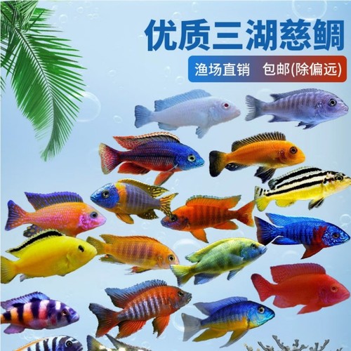 三湖慈鲷/庭猫热带鱼马鲷