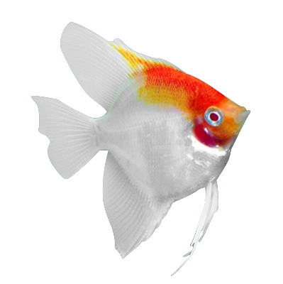 观赏鱼神仙鱼热带鱼燕鱼渔场直发