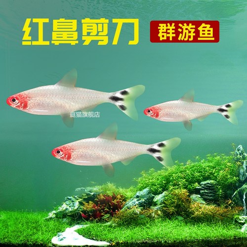 庭猫红鼻剪刀鱼白金草缸群游鱼