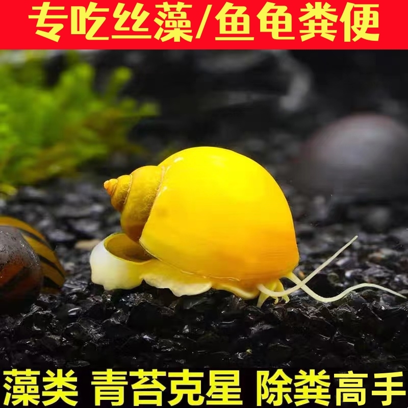 淡水黄金螺专吃水藻类鱼龟粪便