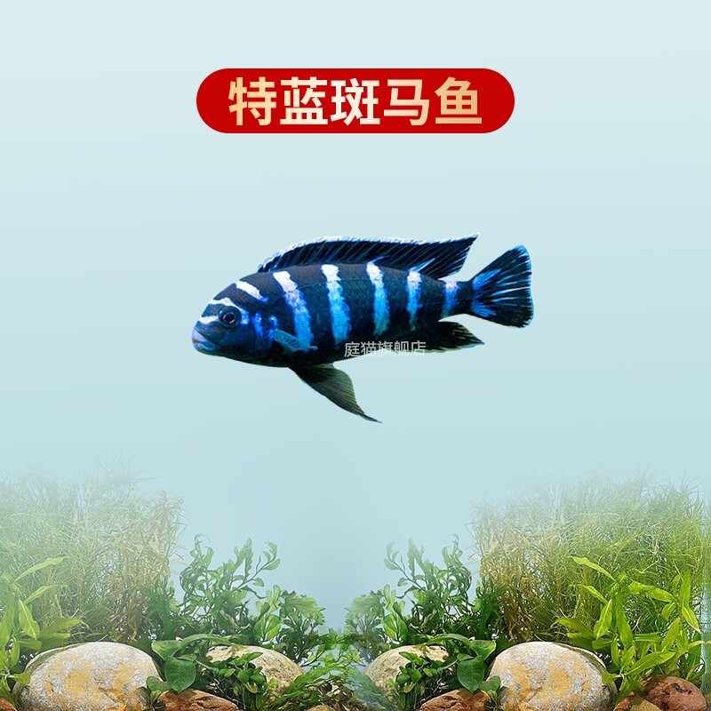 正宗特蓝斑马三湖慈鲷热带观赏鱼水族活体鱼缸岩栖类坦鲷鱼水族