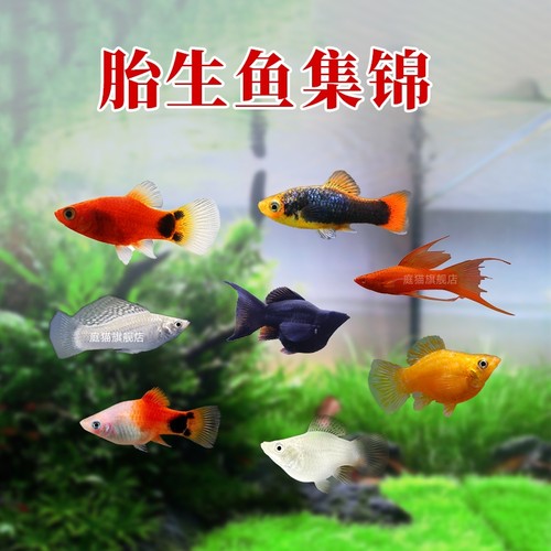 庭猫玛丽鱼胎生鱼红箭热带观赏鱼
