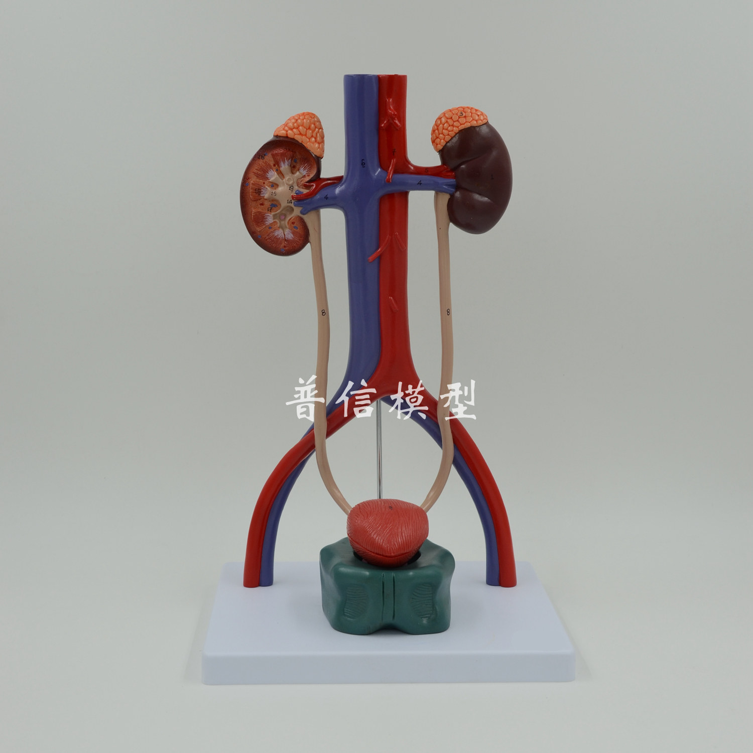 普信 膀胱 导尿 肾解剖 泌尿系统模型 人体肾脏模型 动静脉模型|msdalam kategori Toy/bayi/teka-teki/blok bangunan/model, model statik, mainan model lain - dari Buy2taobao.com untuk memberikan perkhidmatan ejen Taobao profesional membeli