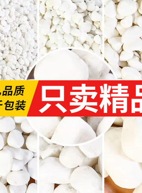 白石子庭院景观铺路天然大鹅卵石鱼缸铺底多肉盆栽铺面小白色石子