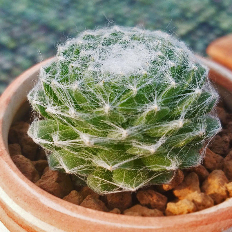 蛛丝卷卷多肉植物奇特新手好养阳台露天肉肉蛛丝卷娟多肉