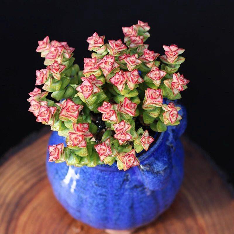 小米星多头群生多肉植物盆栽肉肉新手植物办公室创意花卉绿植,鲜花速递/花卉仿真/绿植园艺,多肉植物,淘宝优惠券,粉丝福利购,淘宝优惠卷