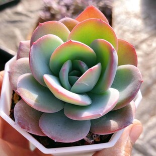 多肉稀有贵货布鲁蓝pinky圣卡洛斯雪鸟提拉米苏白莲赫斯塔