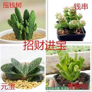 吸财树多肉植物 摇钱树钱串元宝子宝肉防辐射办公室阳台易成活