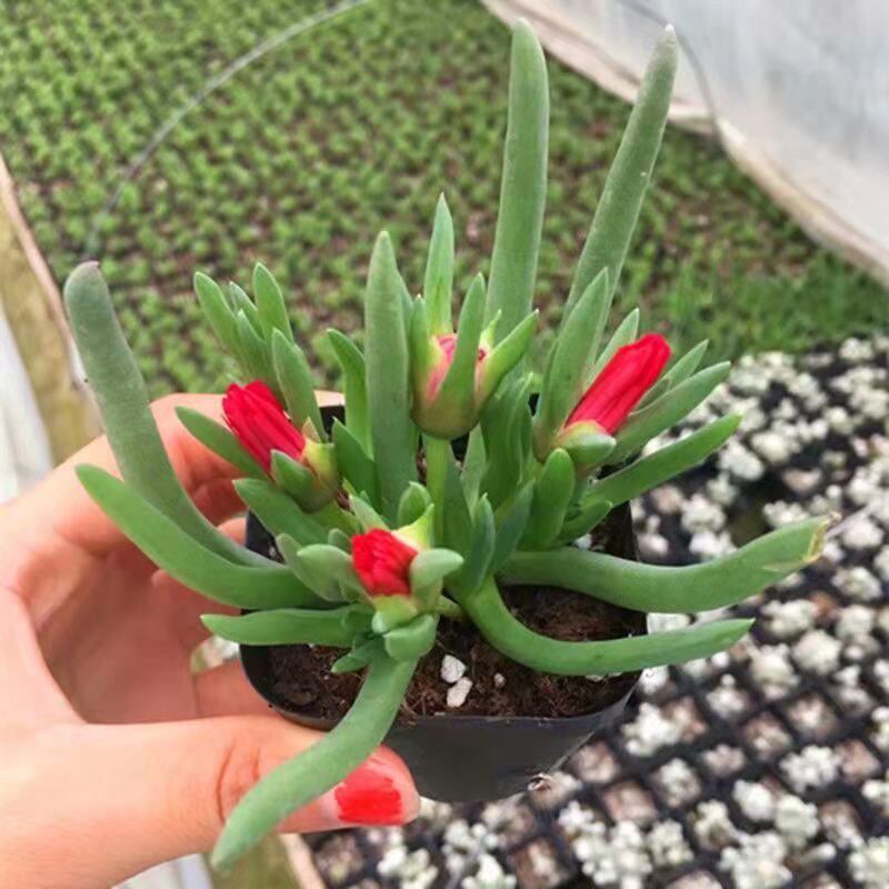 奔龙 多肉植物组合 照波番杏科办公室内桌面花卉盆栽开花多肉