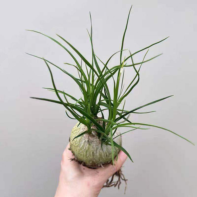 酒瓶兰多头盆栽绿植网红款懒人花卉室内阳台外好养多年生桌面书房,鲜花速递/花卉仿真/绿植园艺,绿植,淘宝优惠券,粉丝福利购,淘宝优惠卷