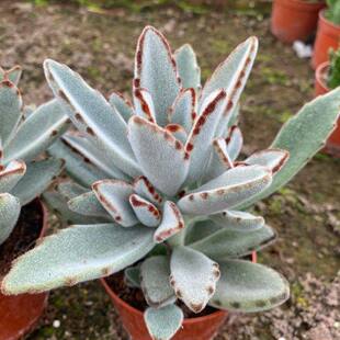 月兔耳黑兔耳多肉植物伽蓝菜属泰迪熊孙悟空超萌组合阳台盆栽花卉