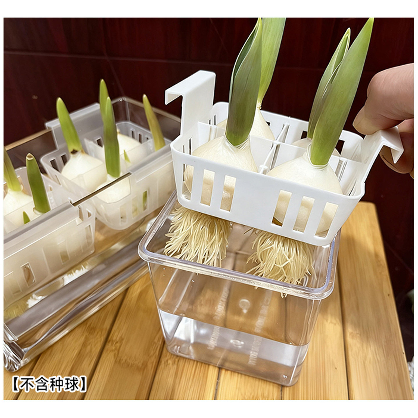 水培郁金香塑料花盆水养种球玻璃器皿含定植篮透明郁金香花瓶,鲜花速递/花卉仿真/绿植园艺,花瓶,淘宝优惠券,粉丝福利购,淘宝优惠卷