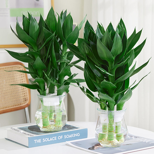 水培观音竹绿植物带根带瓶富贵竹室内客厅盆栽绿萝水养四季 好养