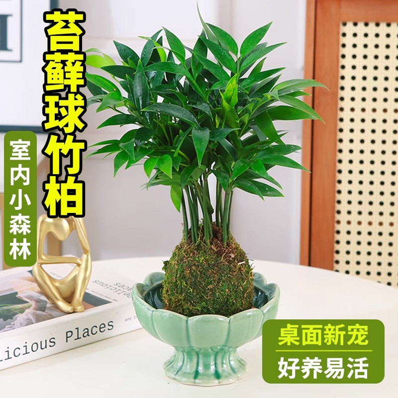 苔藓球竹柏盆栽驱蚊竹室内绿植
