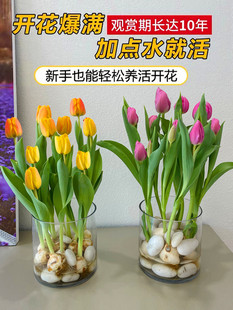 室内水培植物荷兰郁金香种球盆栽百合鲜花四季开花好养活水仙花卉