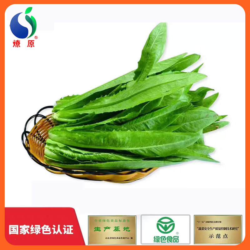 燎原新鲜现采油麦菜2斤 绿色认证新鲜蔬菜