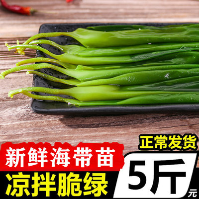 海带苗新鲜火锅凉拌菜食材