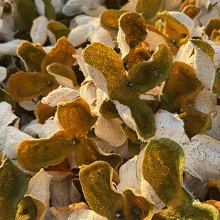 2025年新会二红皮正宗双水小冈精选大果新会茶枝柑皮250克袋装