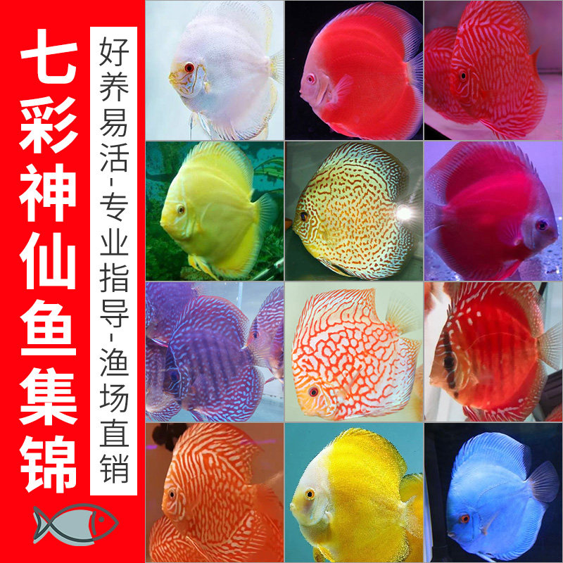 七彩神仙小尺寸野彩白化虎纹松白化黄金白金雪玉精品热带鱼易活