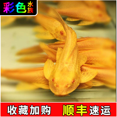 中型吃屎观赏鱼清道夫顺丰包邮