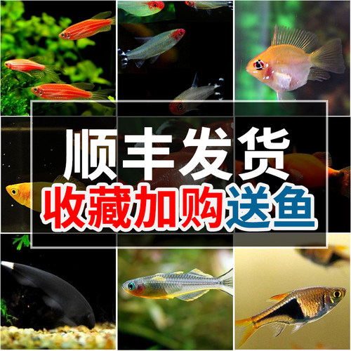 郑州小型鱼顺丰包邮热带观赏鱼