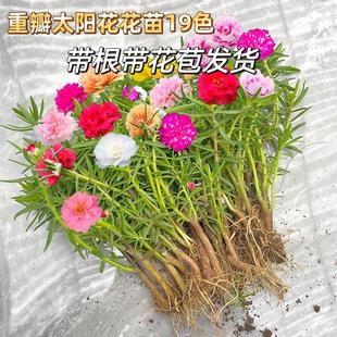 开花盆栽植物阳台庭院耐热绿植太阳花苗 重瓣太阳花苗带根混色四季