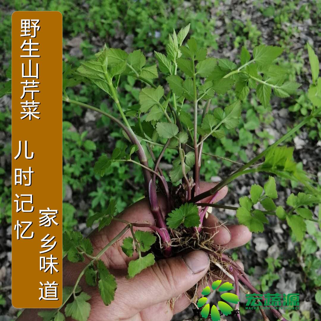 野芹菜种籽野生山芹菜种子水芹菜多年生茴芹大叶芹种孑蔬菜水种苗