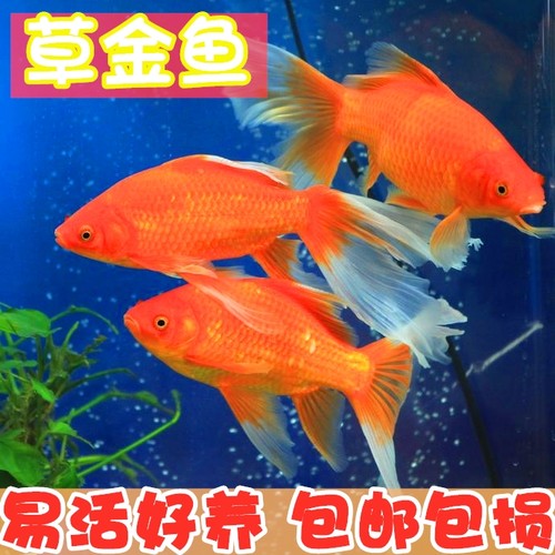 小红草金观赏鱼锦鲤淡水