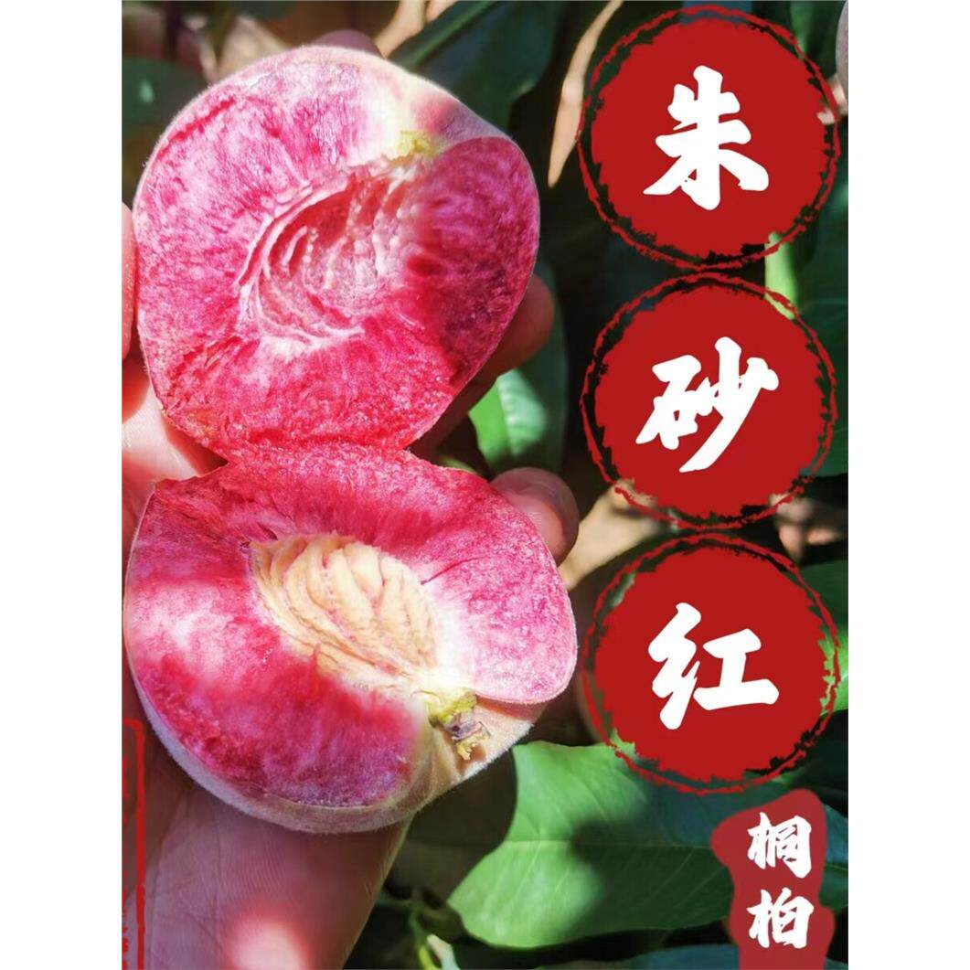 桐柏朱砂红离核血桃红心
