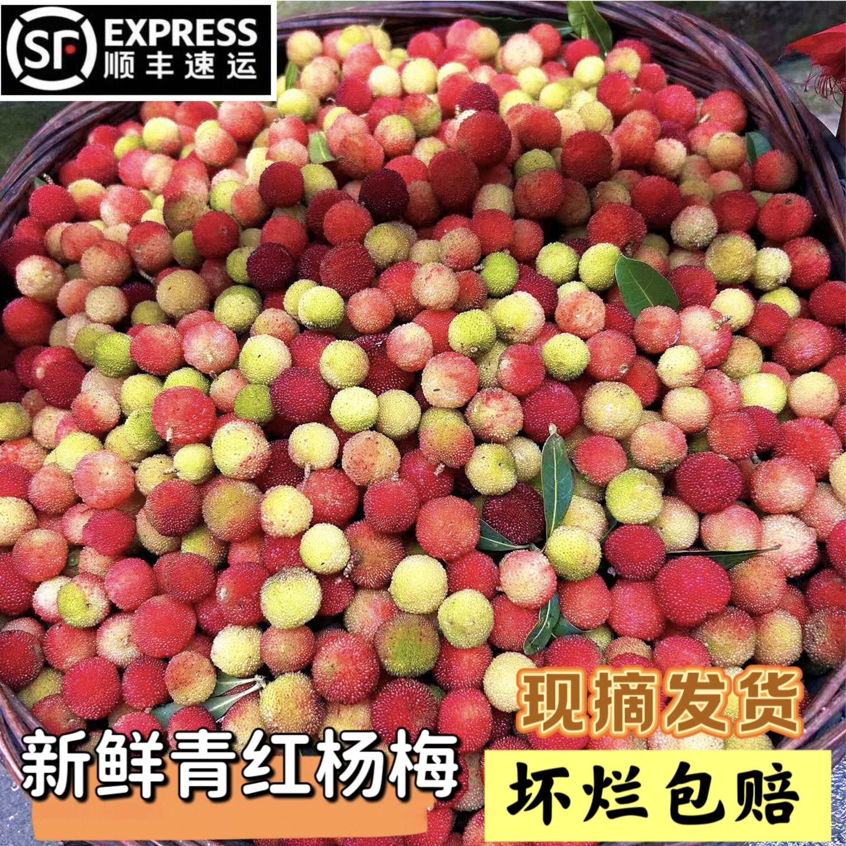 贵州原生态生长青红杨梅鲜果泡酒专用青果当季酸水果现摘现发