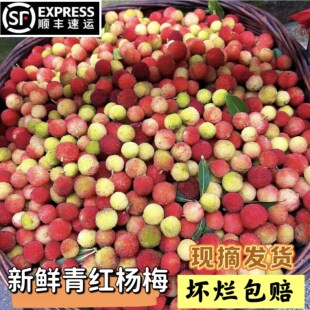 贵州原生态生长青红杨梅鲜果泡酒专用青果当季酸水果现摘现发