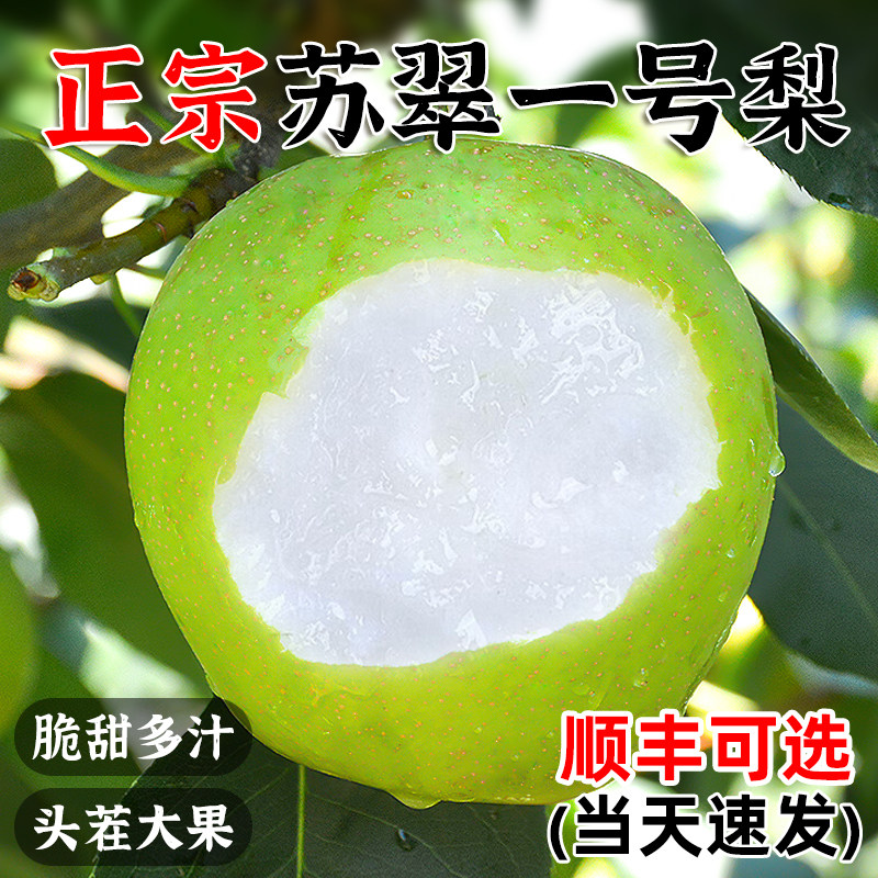 顺丰梨子新鲜水果苏翠一