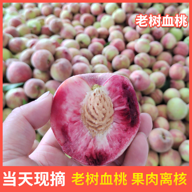 2026新鲜血桃朱砂红桃子