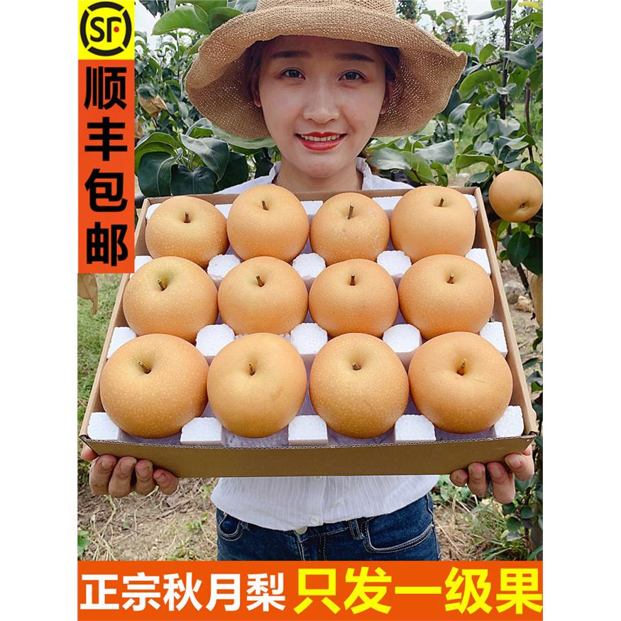 正宗秋月梨新鲜水果山东