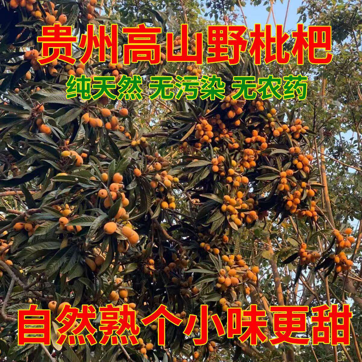 【高山土枇杷】枇杷贵州高山老树新鲜现摘自然熟蜂糖枇杷产地直发