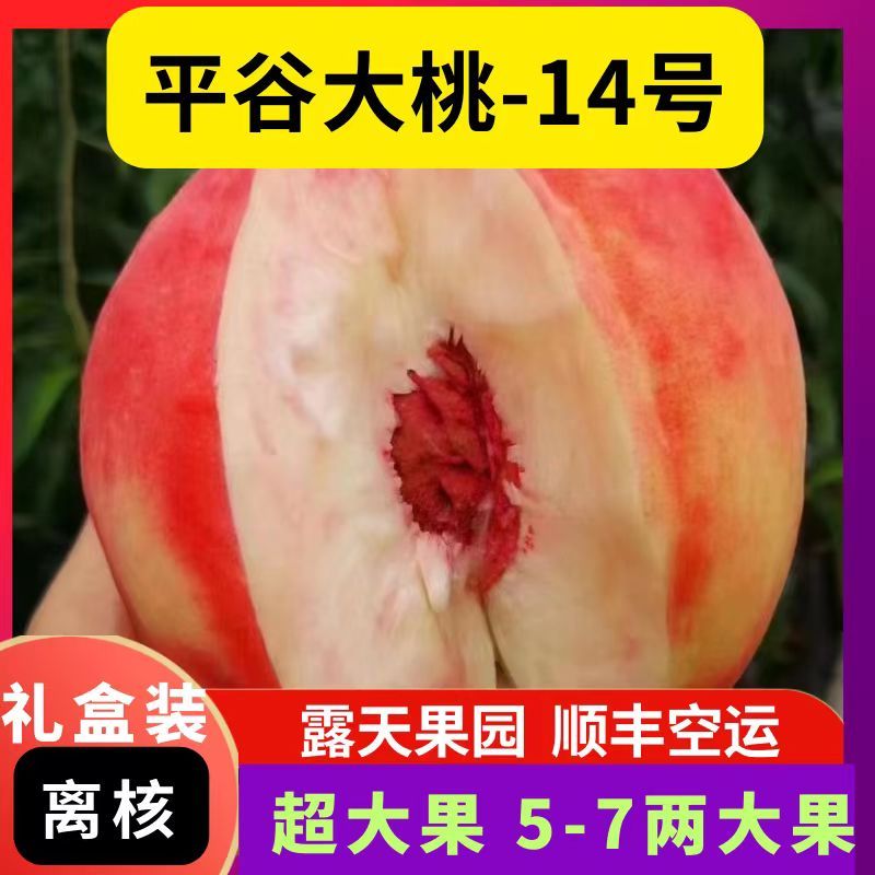 早14号离核脆桃平谷大桃新鲜水蜜90342久保9现摘现发当季孕妇水果