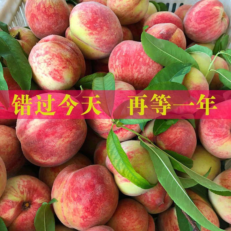 马谷田血桃新鲜朱砂红紫