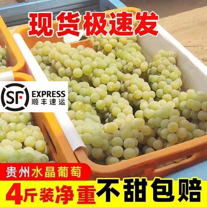 顺丰包邮 正宗贵州水晶葡萄新鲜采摘孕妇水果香水甜葡萄当季新鲜